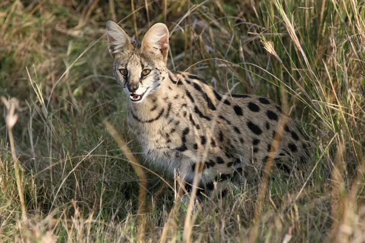 Savannah Cat