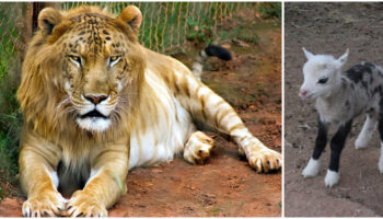 Picture 15 Bizarre Hybrid Animals That Are Hard To Believe Truly Exists