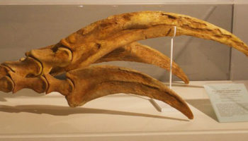 Picture 10 Well-Preserved Fossils of Extinct Creatures That You Should Be Glad Are Not Alive.