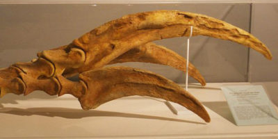 Picture 10 Well-Preserved Fossils of Extinct Creatures That You Should Be Glad Are Not Alive.