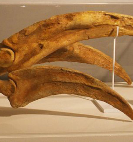 Picture 10 Well-Preserved Fossils of Extinct Creatures That You Should Be Glad Are Not Alive.