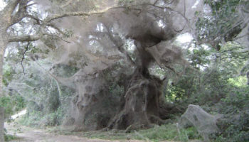 Picture There is a species of spider that grows and lives in colonies and creates spider webs that can reach 25 feet in height