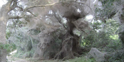 Picture There is a species of spider that grows and lives in colonies and creates spider webs that can reach 25 feet in height