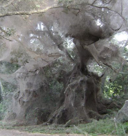 Picture There is a species of spider that grows and lives in colonies and creates spider webs that can reach 25 feet in height