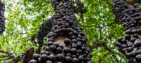 Picture Jabuticabeira – This Brazilian tree grows fruits on its trunk which are edible