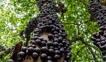 Picture Jabuticabeira – This Brazilian tree grows fruits on its trunk which are edible