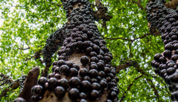 Picture Jabuticabeira – This Brazilian tree grows fruits on its trunk which are edible