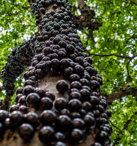 Picture Jabuticabeira – This Brazilian tree grows fruits on its trunk which are edible