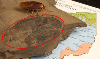 Picture Biggest Fossil of a Cockroach That Measures At 3.5 inches Has Been Found In Ohio