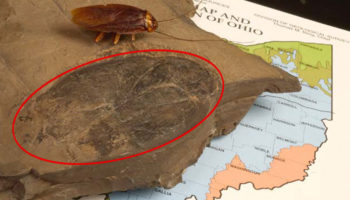 Picture Biggest Fossil of a Cockroach That Measures At 3.5 inches Has Been Found In Ohio