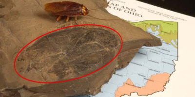 Picture Biggest Fossil of a Cockroach That Measures At 3.5 inches Has Been Found In Ohio