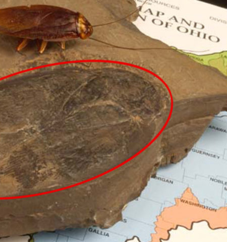Picture Biggest Fossil of a Cockroach That Measures At 3.5 inches Has Been Found In Ohio