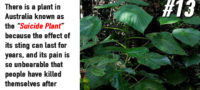 Picture 15 Strange And Lesser-Known Facts About Plants That Your School Books Never Taught You