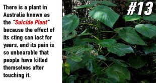 Facts about Plants