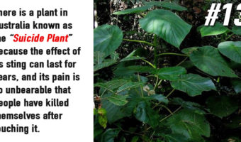 Picture 15 Strange And Lesser-Known Facts About Plants That Your School Books Never Taught You