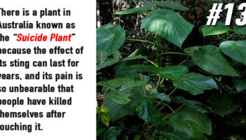 Picture 15 Strange And Lesser-Known Facts About Plants That Your School Books Never Taught You