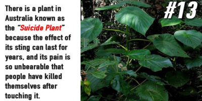 Picture 15 Strange And Lesser-Known Facts About Plants That Your School Books Never Taught You
