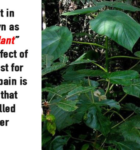Picture 15 Strange And Lesser-Known Facts About Plants That Your School Books Never Taught You