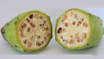 Picture These 6 Food Items Will Tell You How Domestication of Fruits and Vegetables Have Changed Our Foods Forever