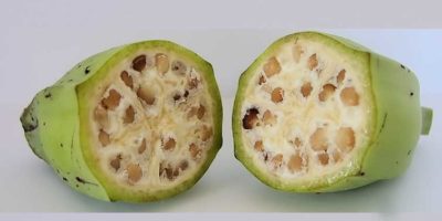 Picture These 6 Food Items Will Tell You How Domestication of Fruits and Vegetables Have Changed Our Foods Forever