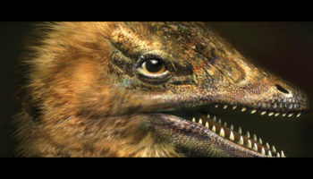 Picture Scientists suppressed genes for beak development in a chicken’s embryo and as a result, it developed a dinosaur-like snout