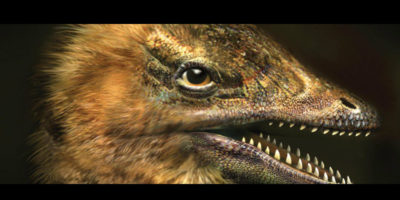 Picture Scientists suppressed genes for beak development in a chicken’s embryo and as a result, it developed a dinosaur-like snout
