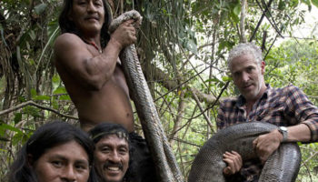 Picture Gigantic 17 feet long anaconda captured alive by primitive tribe of Amazon, it’s probably the world’s longest Anaconda!