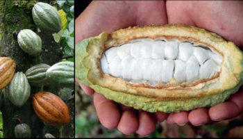 Picture The Journey From Bean to a Beloved Bar: Things You Never Knew About The Chocolate Making Process