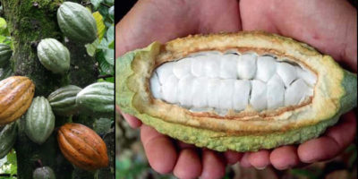 Picture The Journey From Bean to a Beloved Bar: Things You Never Knew About The Chocolate Making Process