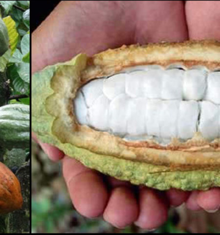 Picture The Journey From Bean to a Beloved Bar: Things You Never Knew About The Chocolate Making Process