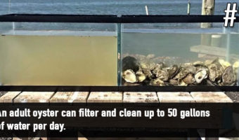 Picture 18 Unbelievable Animal Facts That Will Leave You Astonished