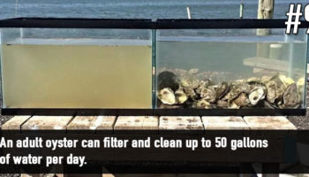 Picture 18 Unbelievable Animal Facts That Will Leave You Astonished