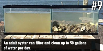 Picture 18 Unbelievable Animal Facts That Will Leave You Astonished