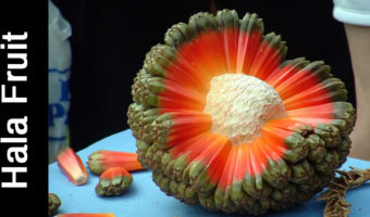 Picture 16 Exotic Fruits You Must Try At Least Once In Your Life