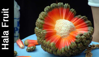 Picture 16 Exotic Fruits You Must Try At Least Once In Your Life