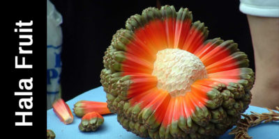 Picture 16 Exotic Fruits You Must Try At Least Once In Your Life