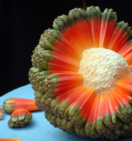 Picture 16 Exotic Fruits You Must Try At Least Once In Your Life