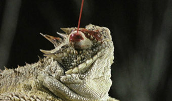 Picture There exists a species of Lizard which shoots blood from its eye as a defensive mechanism against larger predators.
