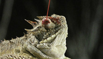 Picture There exists a species of Lizard which shoots blood from its eye as a defensive mechanism against larger predators.