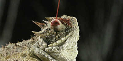 Picture There exists a species of Lizard which shoots blood from its eye as a defensive mechanism against larger predators.