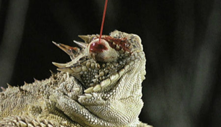 Picture There exists a species of Lizard which shoots blood from its eye as a defensive mechanism against larger predators.