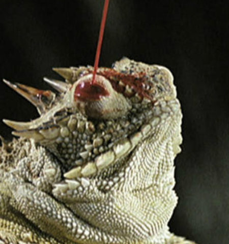 Picture There exists a species of Lizard which shoots blood from its eye as a defensive mechanism against larger predators.