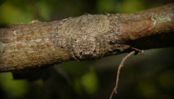 Picture Camouflaged 8 Legged Creepy Crawly Nicknamed ‘Wrap-around’ Photographed in Australia
