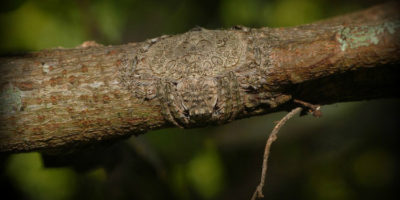 Picture Camouflaged 8 Legged Creepy Crawly Nicknamed ‘Wrap-around’ Photographed in Australia