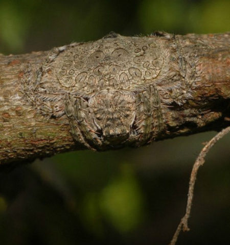 Picture Camouflaged 8 Legged Creepy Crawly Nicknamed ‘Wrap-around’ Photographed in Australia