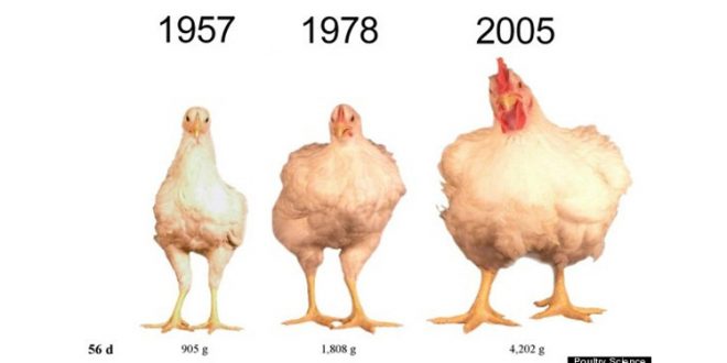 Shocking Facts About Food