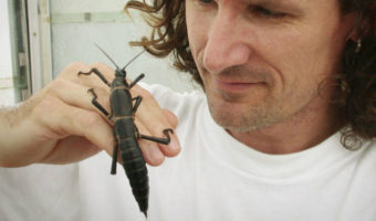 Picture Tree Lobsters of Lord Howe Island: The uplifting survival story of an insect species thought to be extinct for 80 years