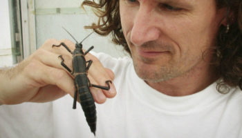 Picture Tree Lobsters of Lord Howe Island: The uplifting survival story of an insect species thought to be extinct for 80 years