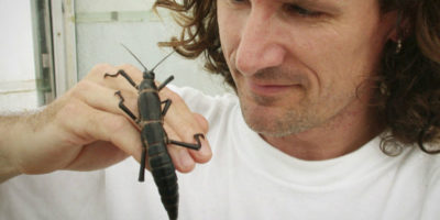 Picture Tree Lobsters of Lord Howe Island: The uplifting survival story of an insect species thought to be extinct for 80 years