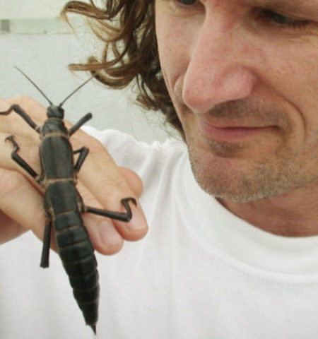 Picture Tree Lobsters of Lord Howe Island: The uplifting survival story of an insect species thought to be extinct for 80 years